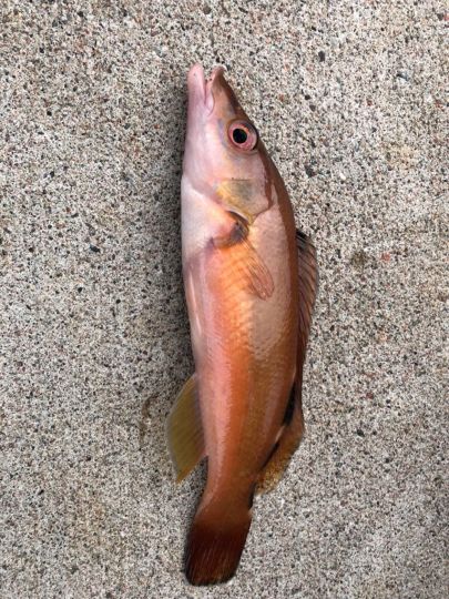 Lippfisch