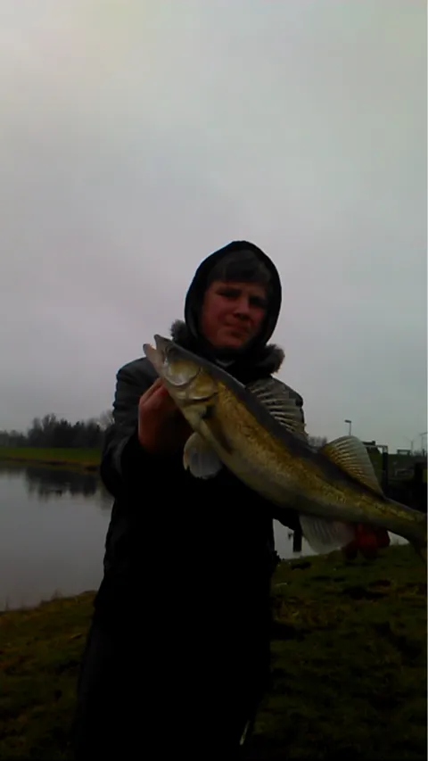 Zander