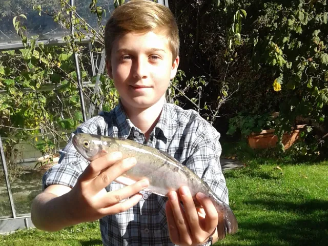 Regenbogenforelle