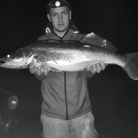 Zander