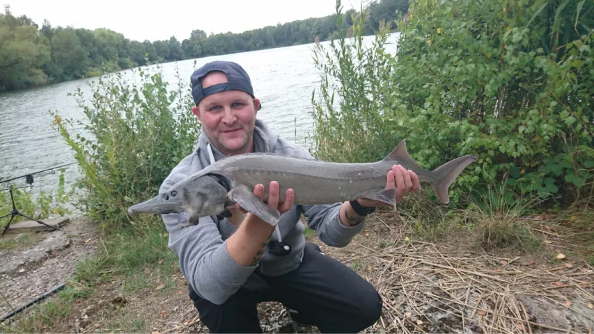 Stör