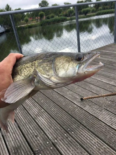 Zander