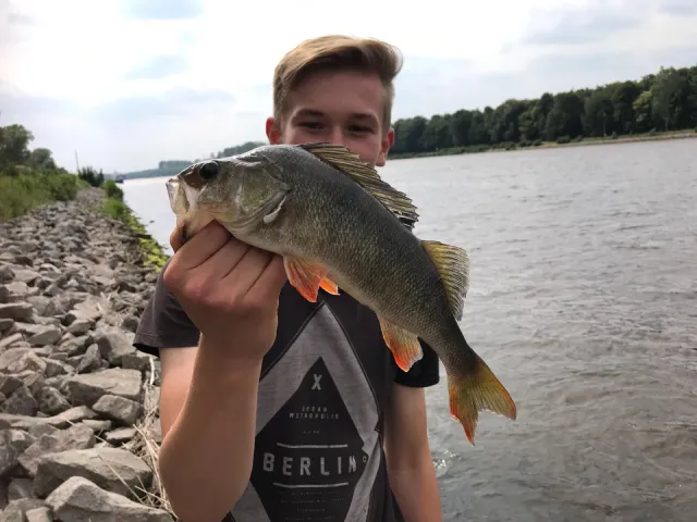 Flussbarsch