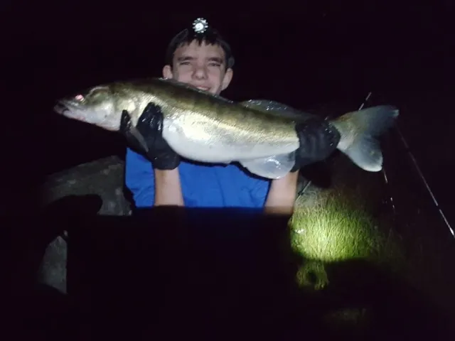 Zander