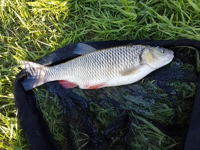 Döbel