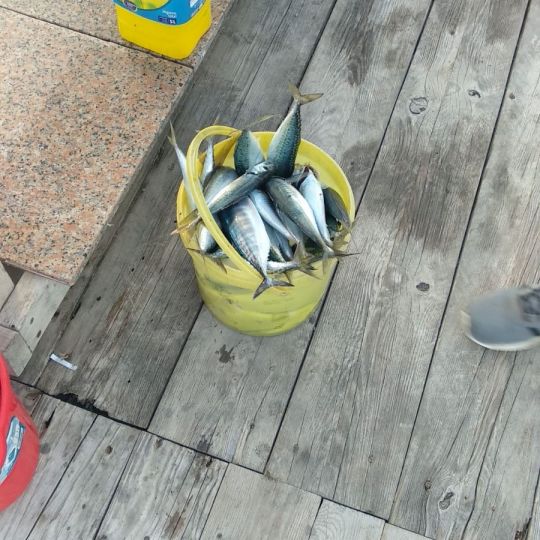 Bonito