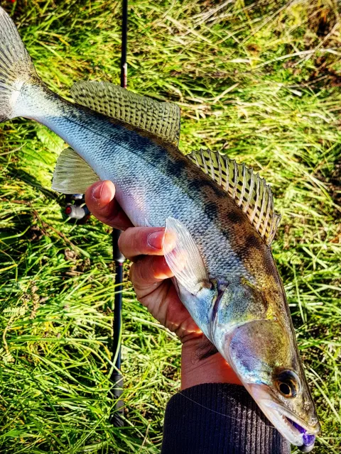 Zander