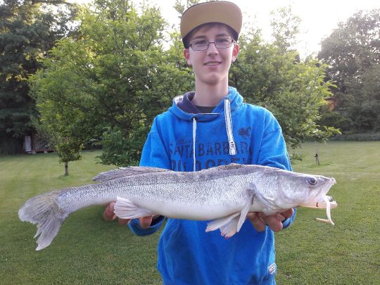 Zander