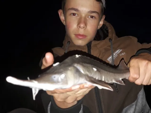Stör