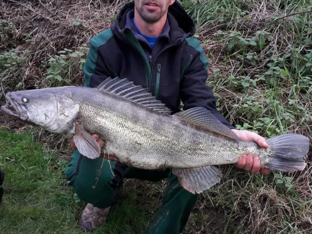 Zander