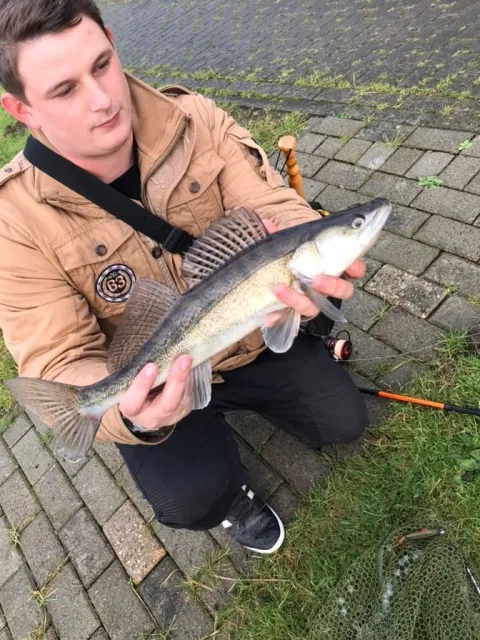 Zander