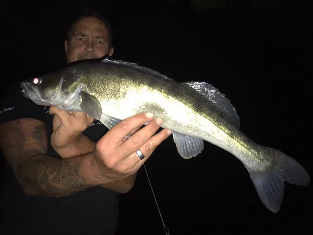 Zander
