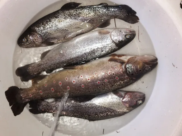 Regenbogenforelle