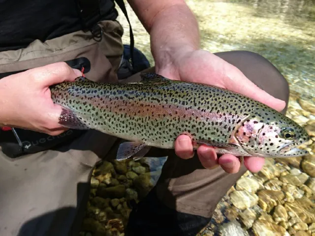 Regenbogenforelle