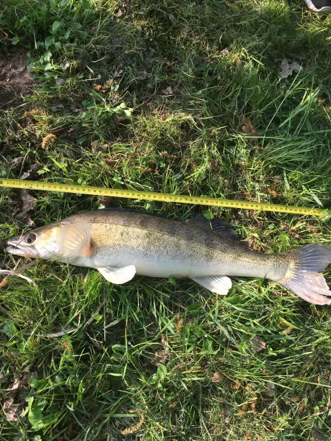Zander