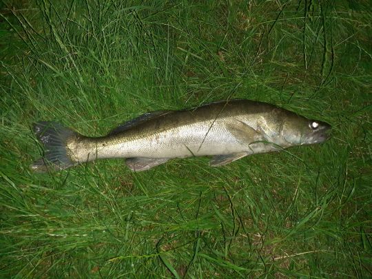 Zander