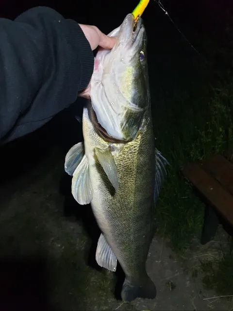 Zander