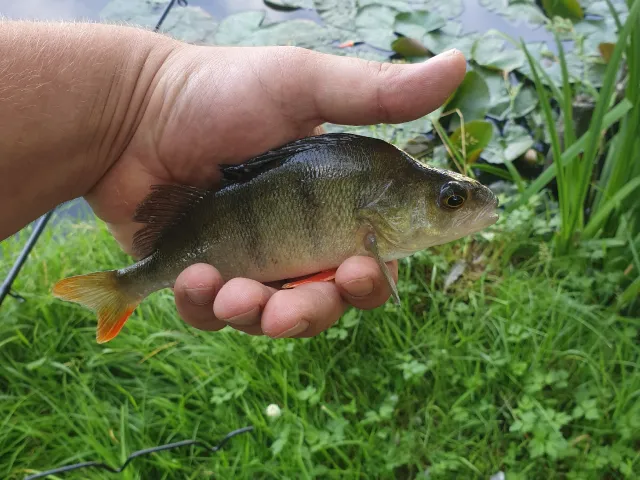Flussbarsch