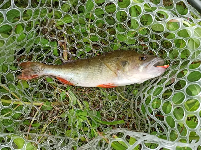 Flussbarsch