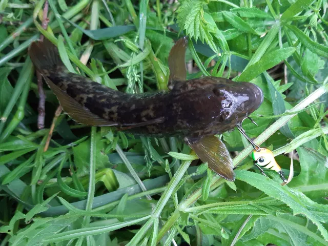 Schwarzmund-Grundel