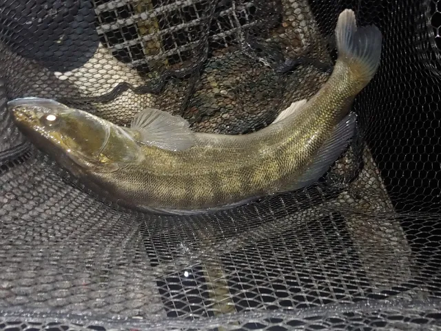 Zander