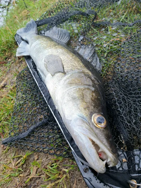 Zander