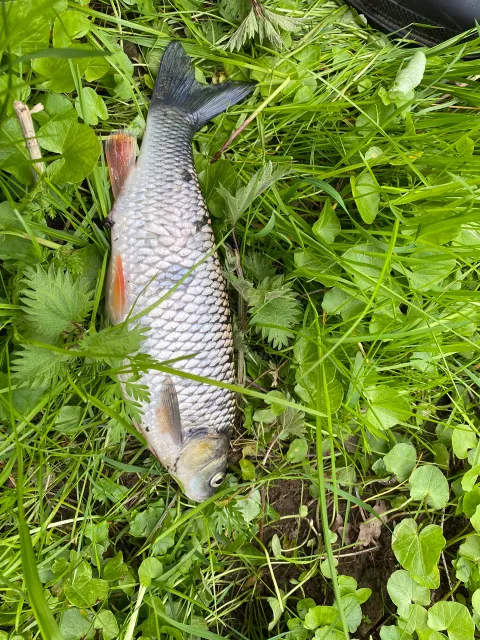 Döbel