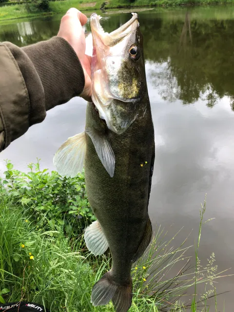 Zander