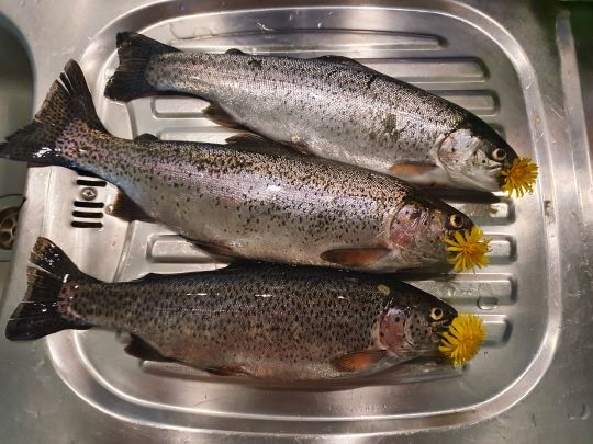 Regenbogenforelle