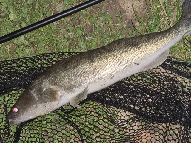 Zander