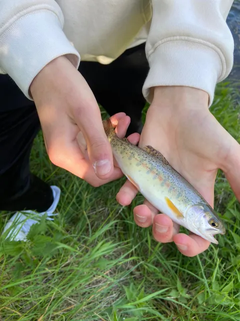 Regenbogenforelle