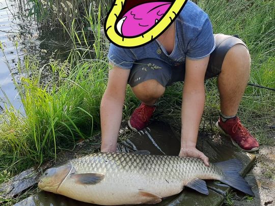 Graskarpfen