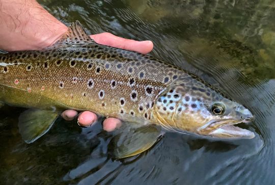 Bachforelle