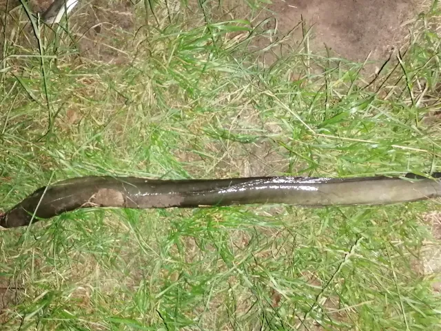 Aal