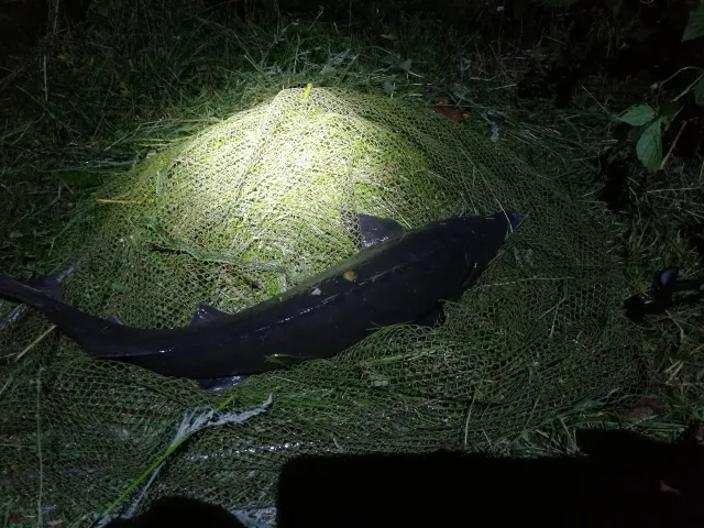 Stör