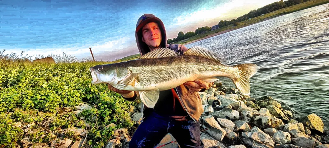 Zander