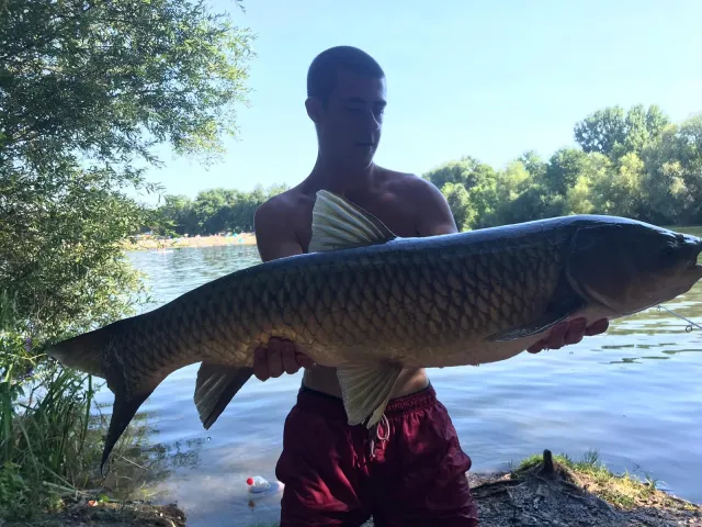 Graskarpfen