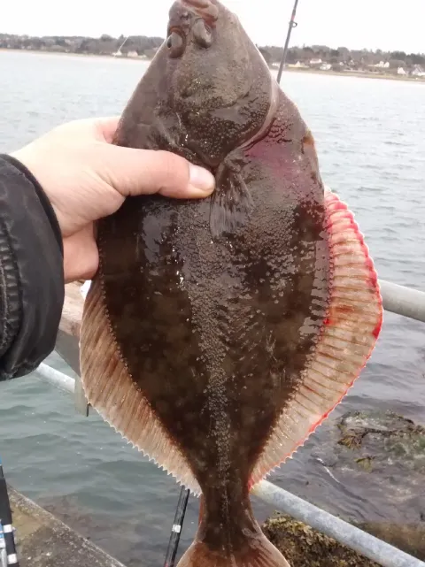 Flunder