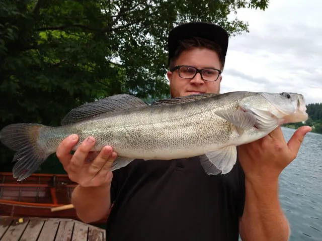 Zander