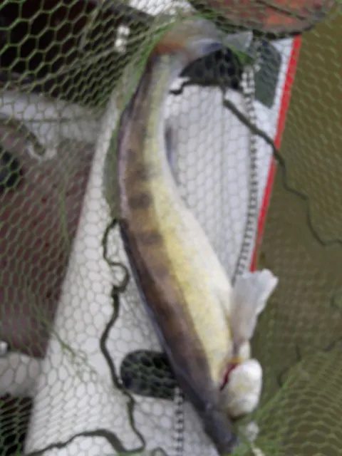 Zander