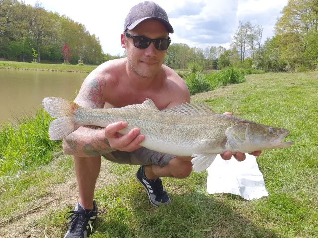 Zander