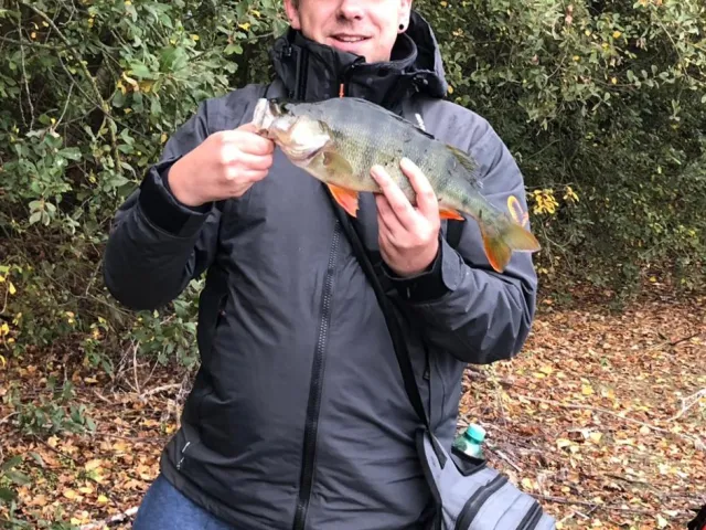 Flussbarsch