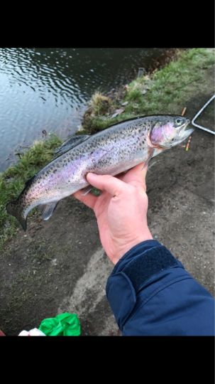 Regenbogenforelle