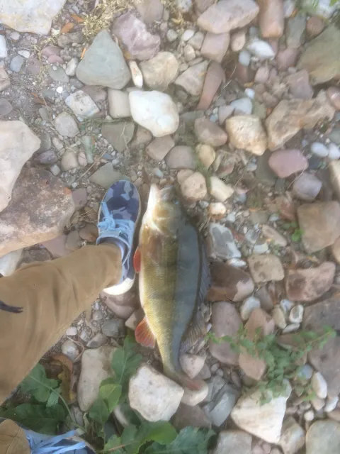 Flussbarsch
