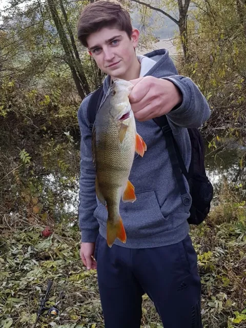 Flussbarsch