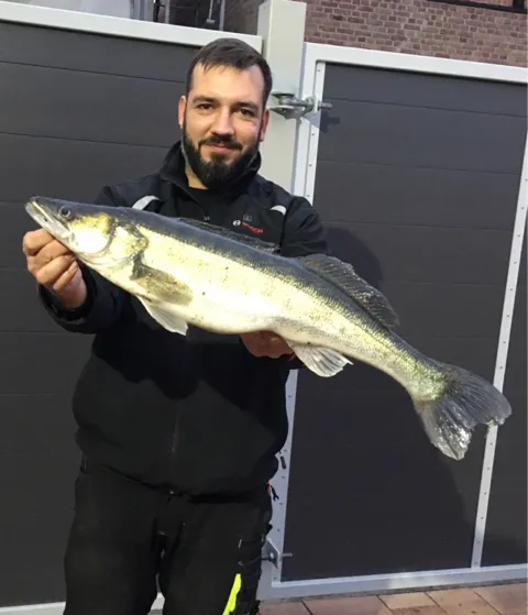 Zander