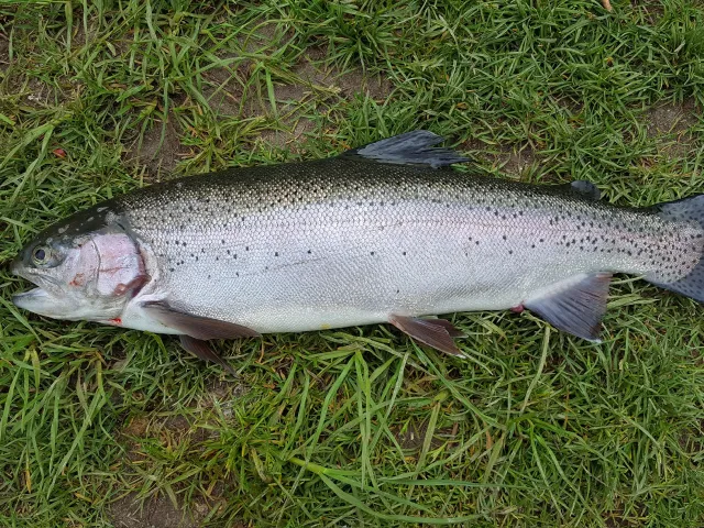 Regenbogenforelle