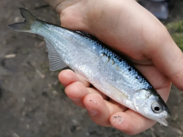 Ukelei