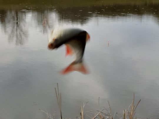 Rotfeder