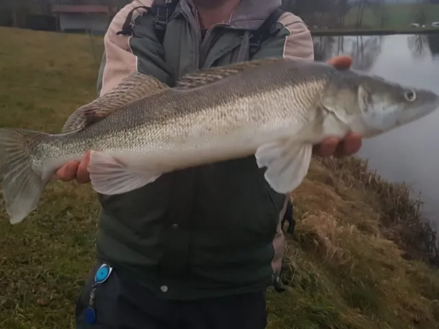 Zander